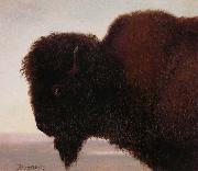 Albert Bierstadt Buffalo Head oil on canvas